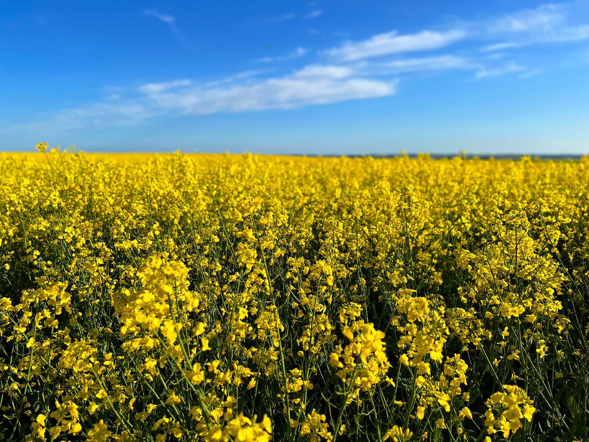 Blommande rapsfält utanför Dalby med blå himmel